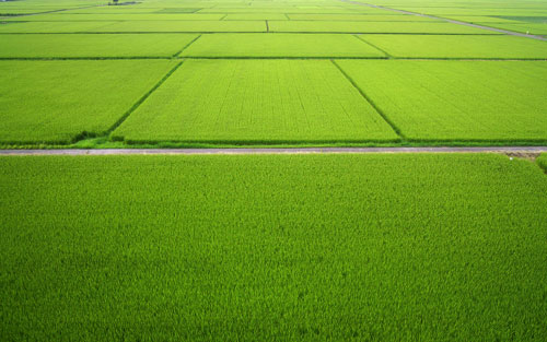 田んぼ