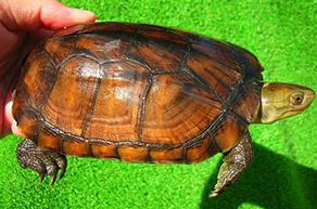 ヤエヤマイシガメ