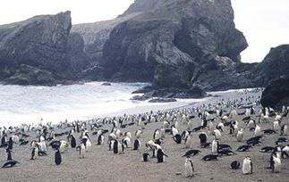 南極　ペンギン