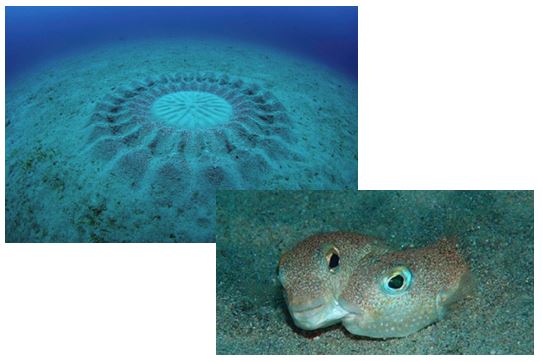 ミステリーサークル